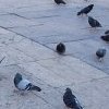 Atvirukas: 