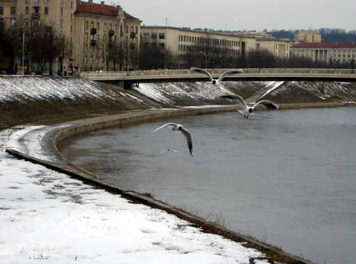 Žuvėdros